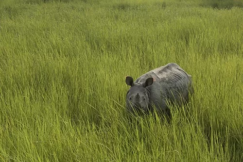 Dudhwa National Park tour