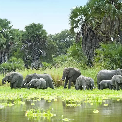 South Tanzania Wildlife tour