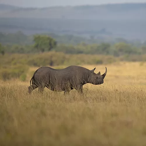 Ol Pejeta tour