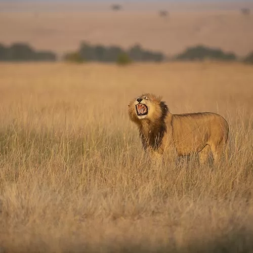 Ndutu Plains tour