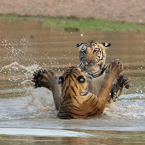  Tiger Trails tour
