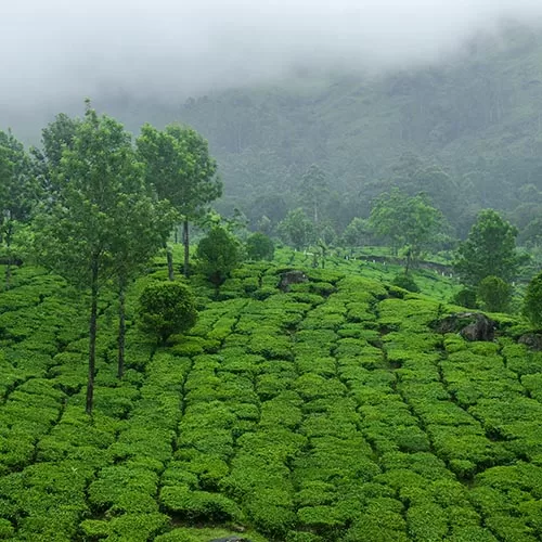 South India & Sri Lannka tour