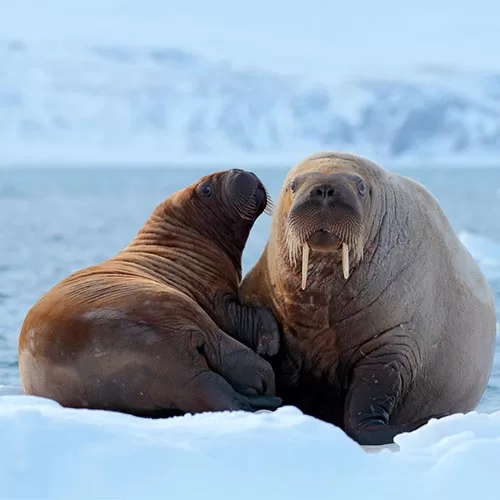 Svalbard Classic  tour