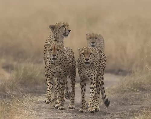  Kenya travel packages