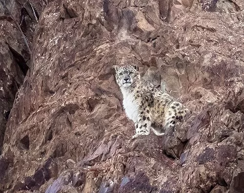 Ladakh Snow Leopard Expedition tour