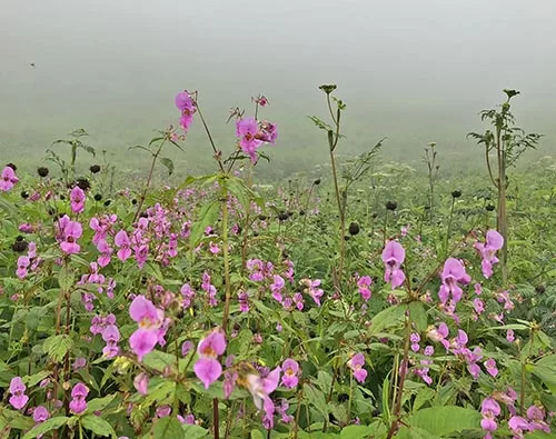 Valley of Flowers trek tour