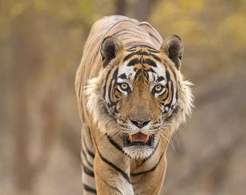 North India & Wildlife tour