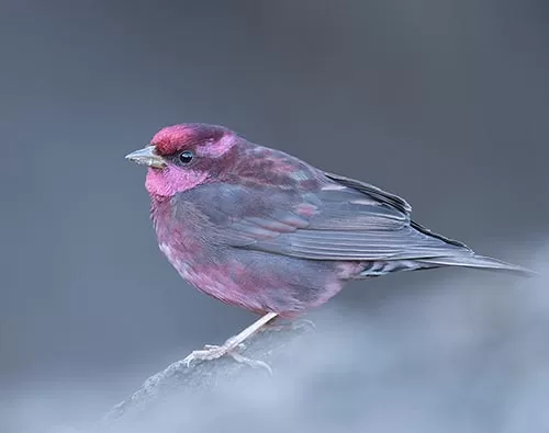  Chopta Sattal Birding tour
