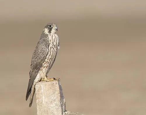 Gujarat WildlifeÂ  tour
