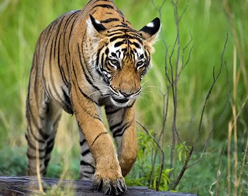  North India Winter Wildlife tour