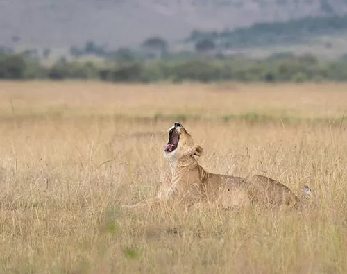 Akagera National Park  tour