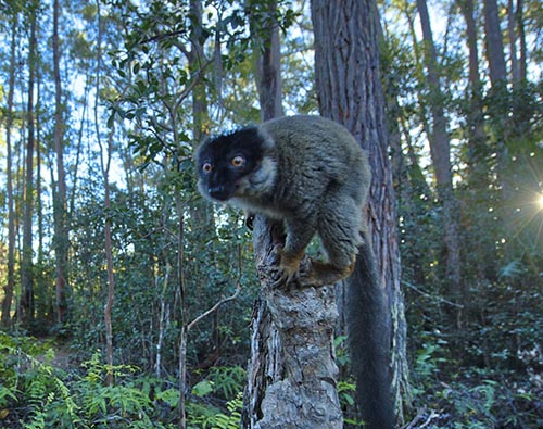 Lemur Safari tour