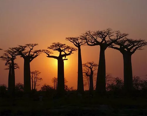 Lemur, Beaches & Baobabs tour