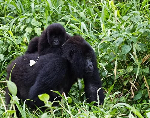 Best of Rwanda tour