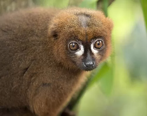 Madagascar Luxury Tour tour