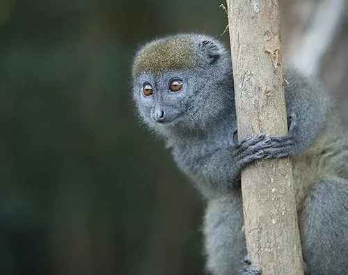 Madagascar Luxury Honeymoon tour