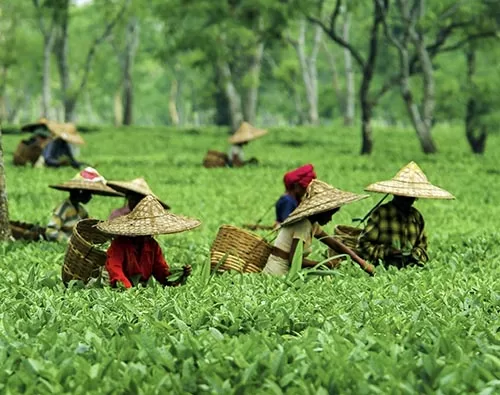 Splendours of North East India tour