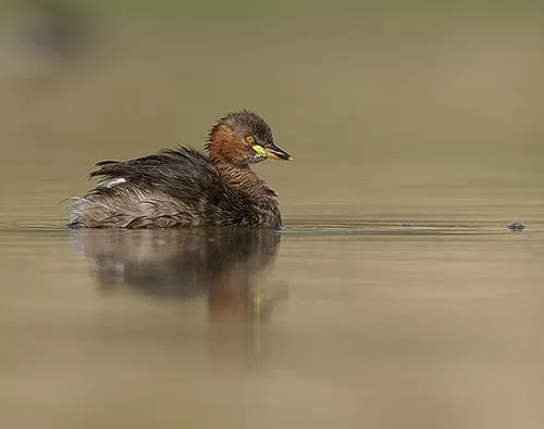 Andamans Birding tour