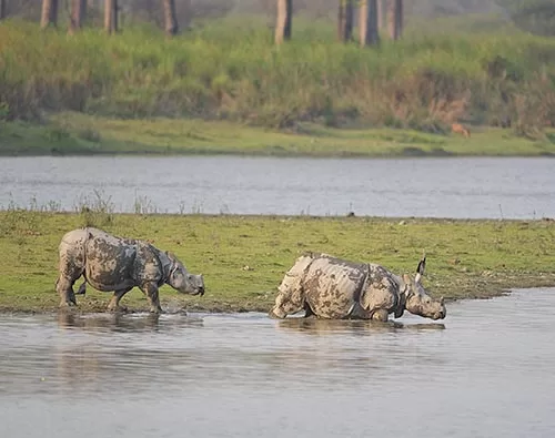 North East India Wildlife tour