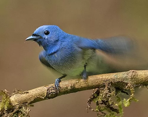  South India Birding tour