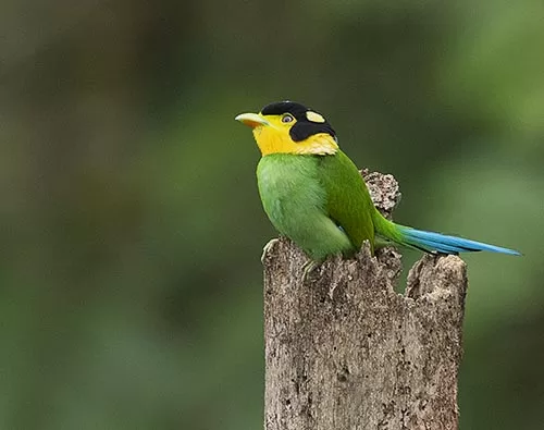  Sikkim & West Bengal Birding tour