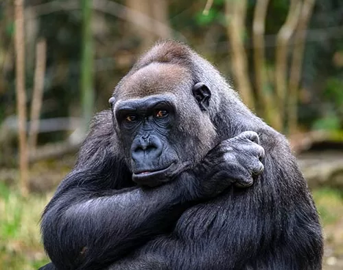 Gorilla Trekking, Safari & Beach Holiday tour