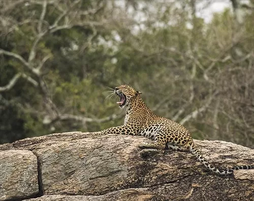 Sri Lanka Wildlife & Culture tour