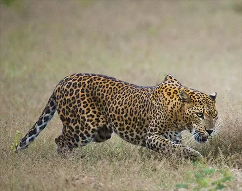  Highlights of Sri Lankan Wildlife tour