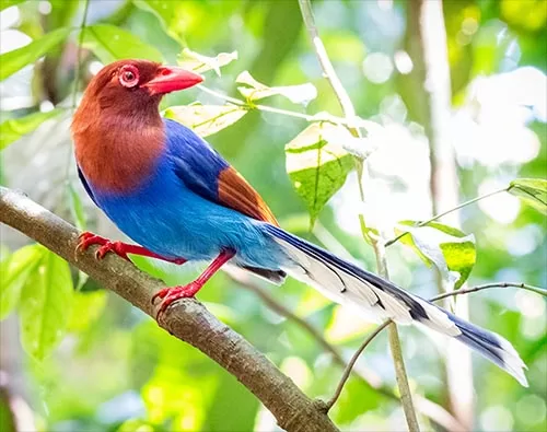  Bird Watching in Sri Lanka tour