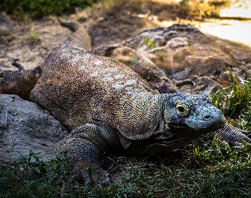 Komodo Island tour
