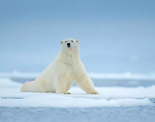 Svalbard Highlights  tour