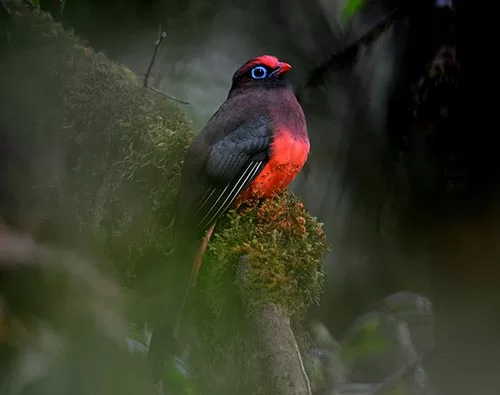 Bhutan Birding Tour tour