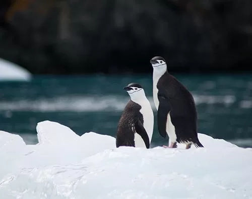  Antarctica, Chilean Fjords & Falklands tour