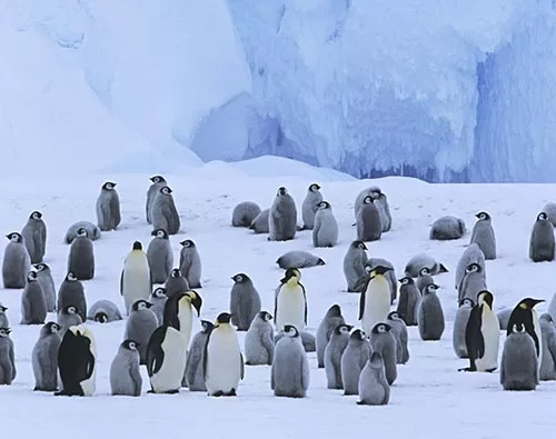 Antarctica, Falklands, South Georgia tour