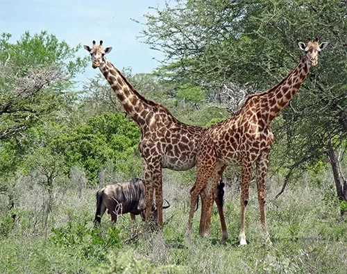 Selous wildlife reserve