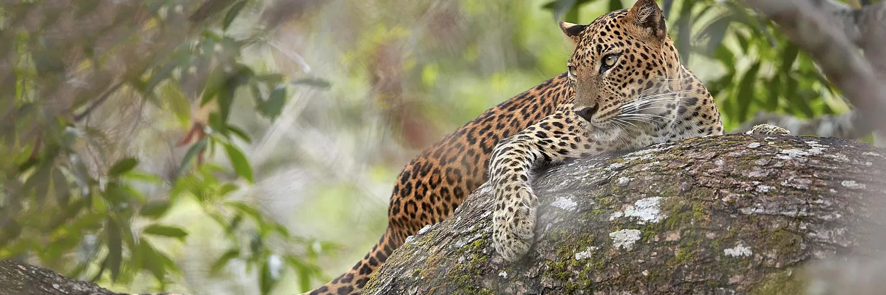 Wilpattu National Park