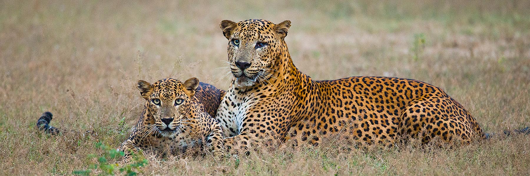 Yala National Park