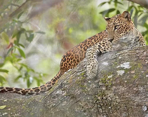 Wilpattu National Park tour
