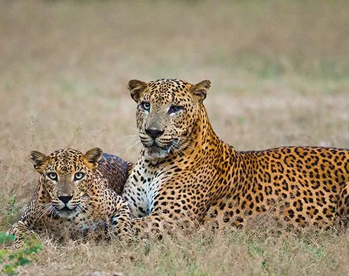 Yala National Park tour