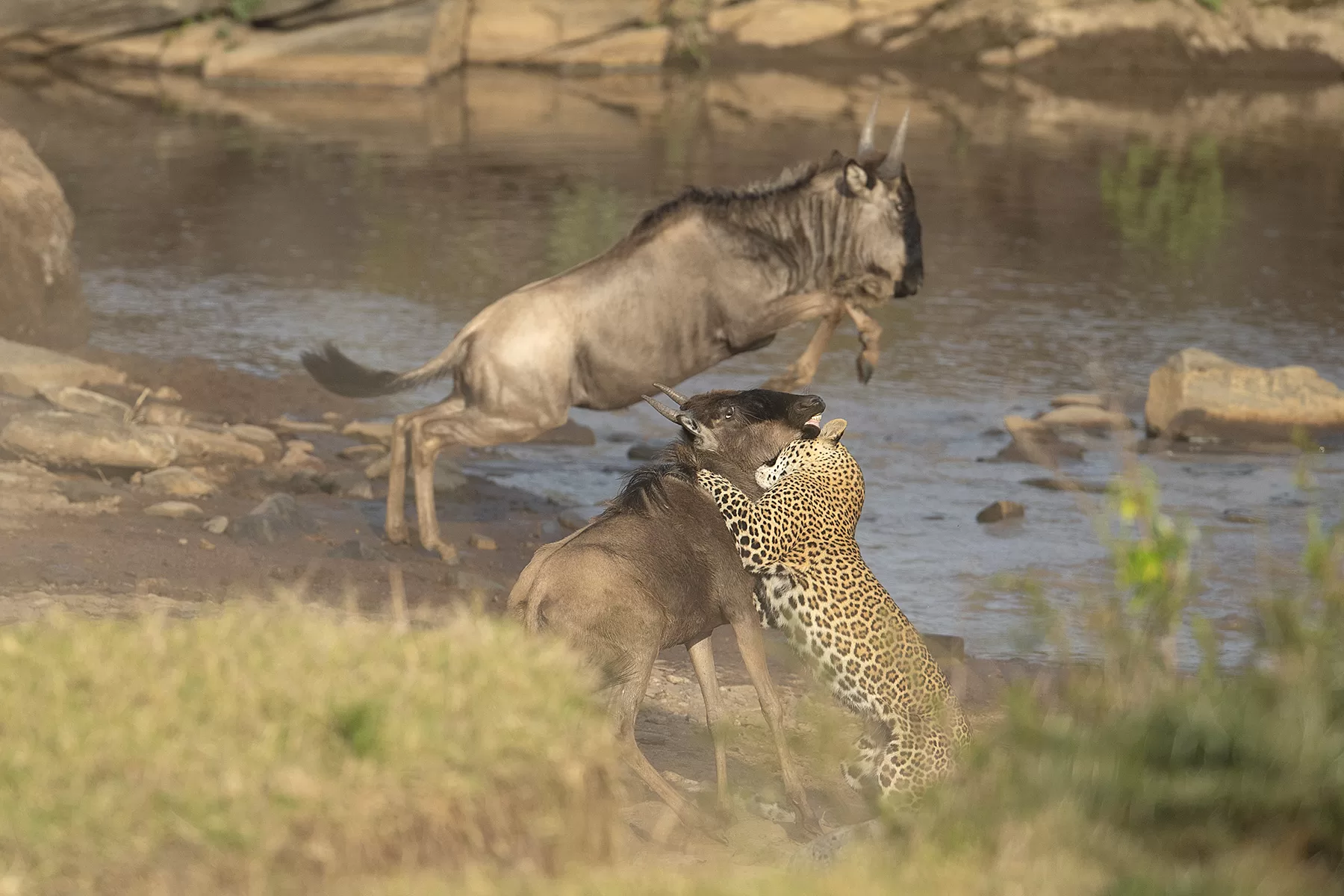 Masai Mara Tour Packages From India