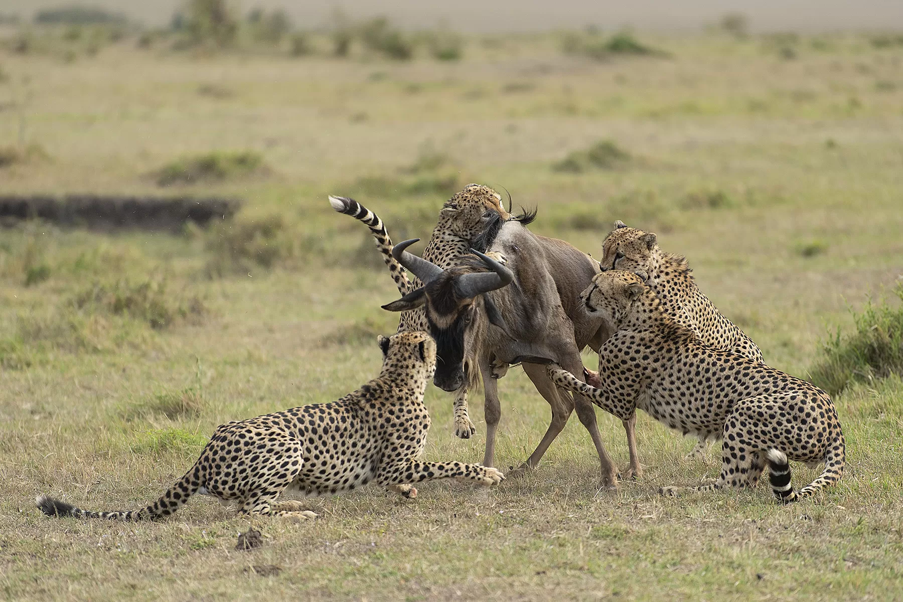 Safari Books for Kids Masai Mara – Plan Your Tour With Your Kids