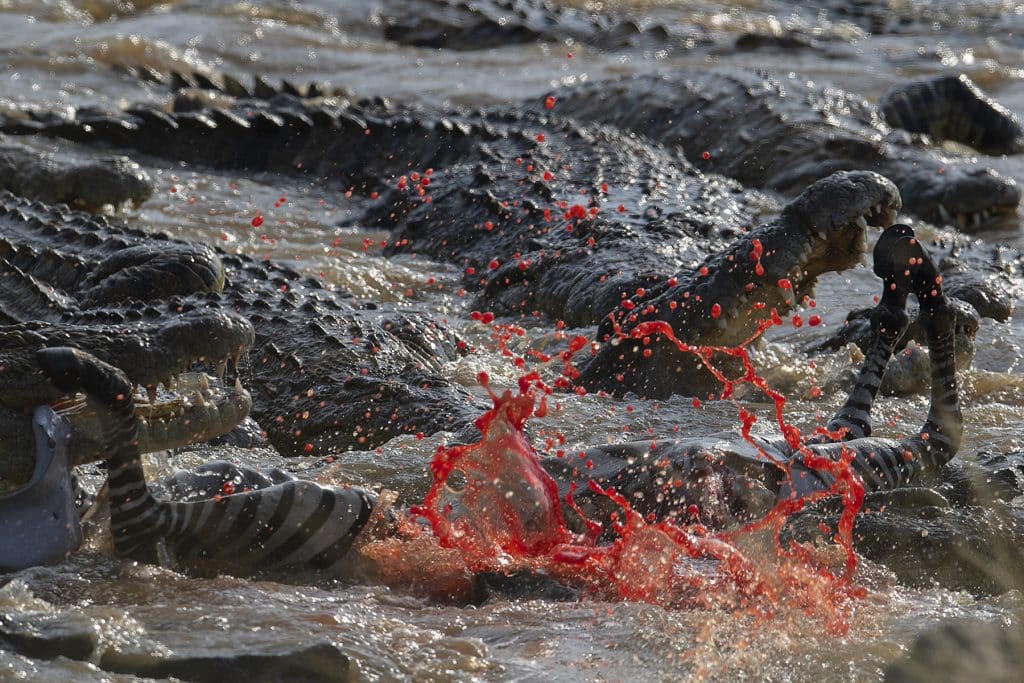 crocodile during hunting