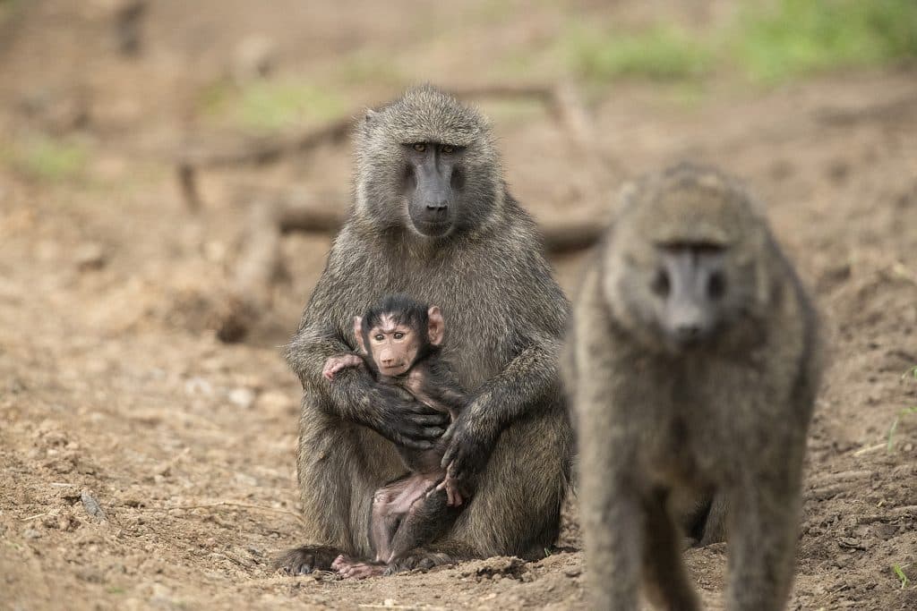 mother baboon with his child during safari