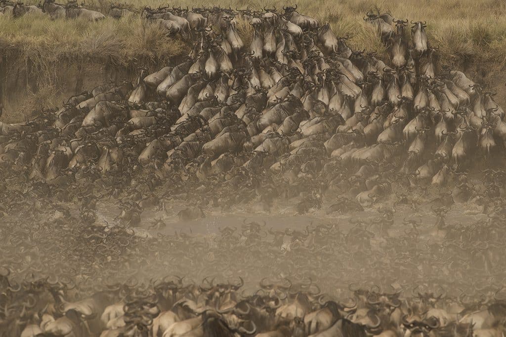 amazing wildebeest migration