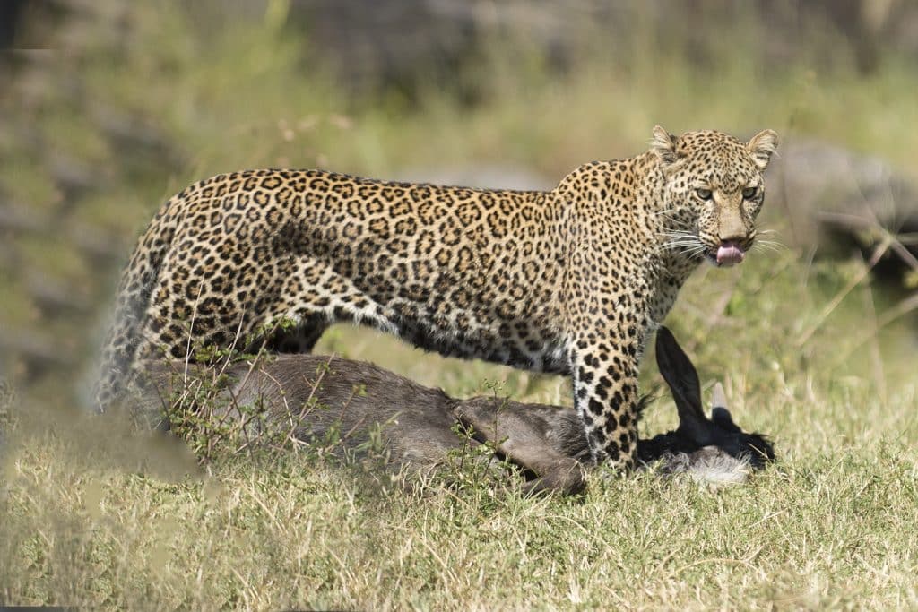 leopard sightseeing 