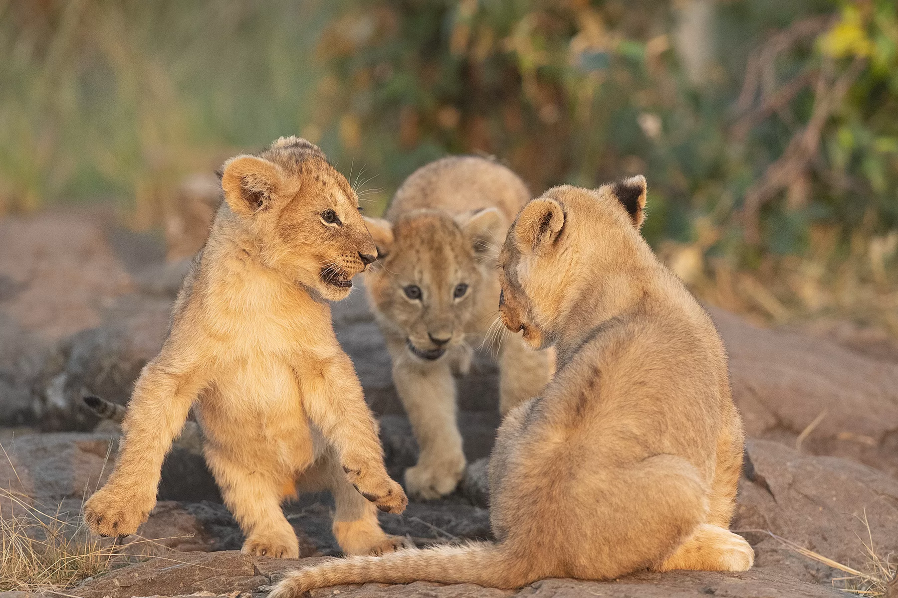 Nairobi to Masai Mara Safari: Exploring the Serengeti of Kenya