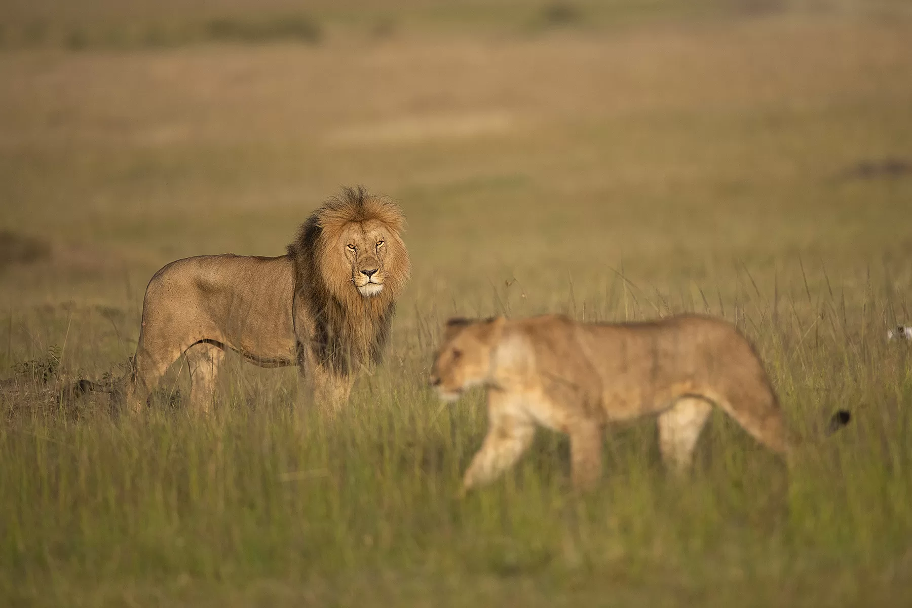 Best Time to Visit Kenya and Tanzania