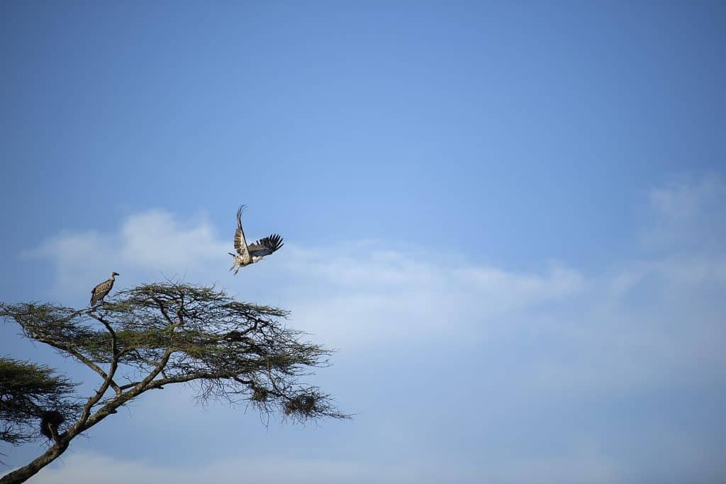 Explore the wild beauty of Tanzania on a safari, where vultures add a touch of untamed elegance to the scenery.