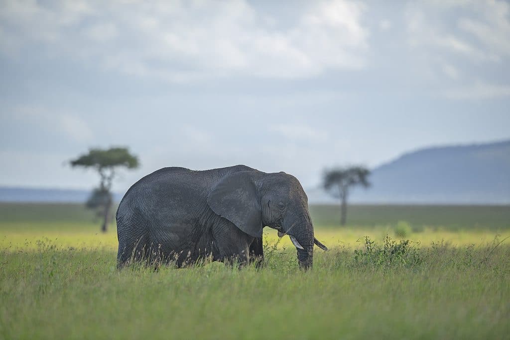 elephant while captured during tanzania safari