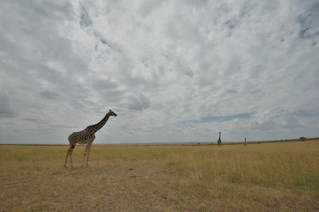 giraffe in tanzania